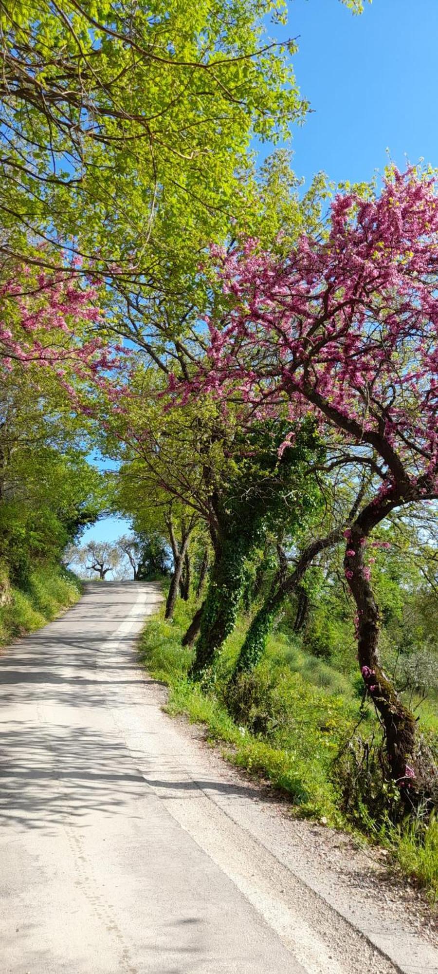 B&B Il Sentiero di Assisi Esterno foto
